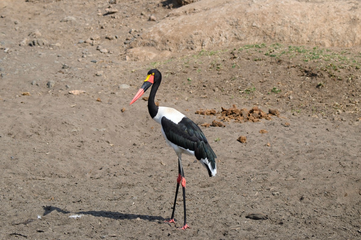 Saddle-billed Stork - ML622158397