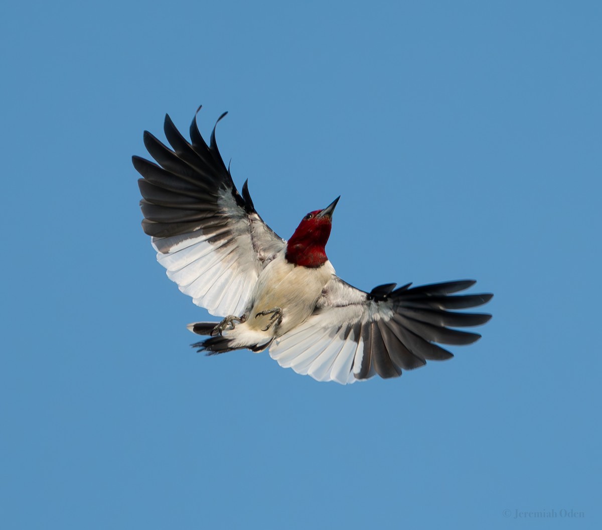 Red-headed Woodpecker - ML622158420