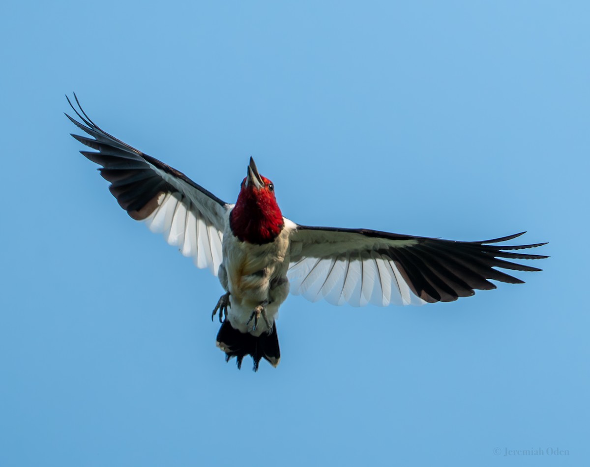 Red-headed Woodpecker - ML622158421