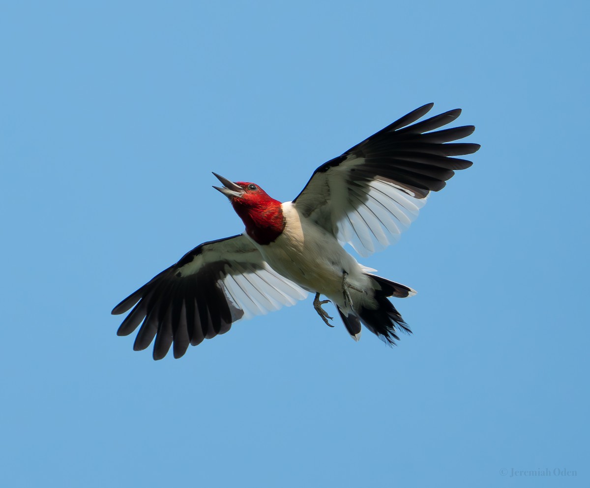 Red-headed Woodpecker - ML622158422