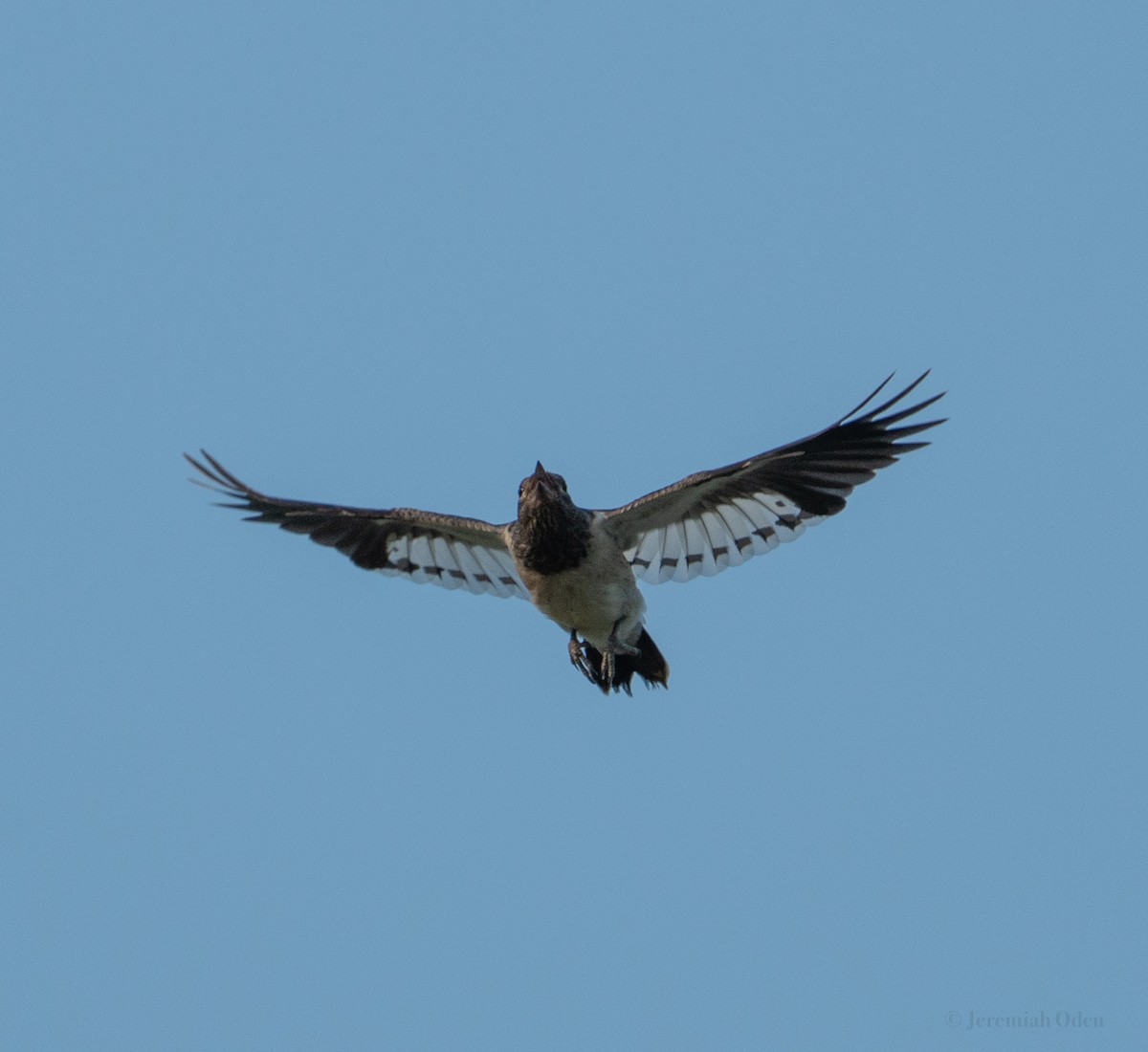 Red-headed Woodpecker - ML622158423