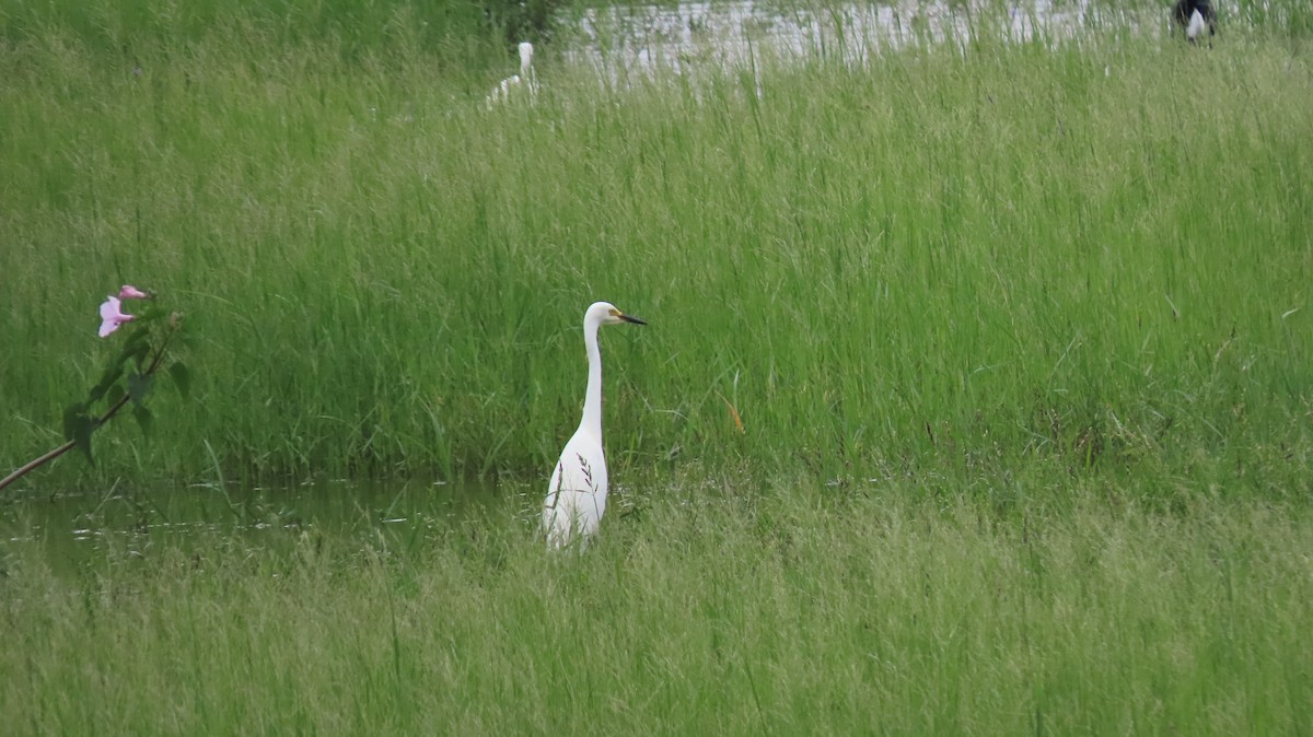 Medium Egret - ML622158439