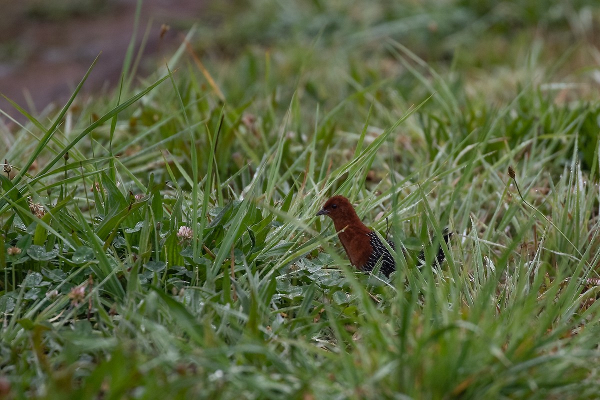 Red-chested Flufftail - ML622158443