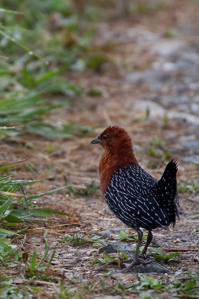 Red-chested Flufftail - ML622158444