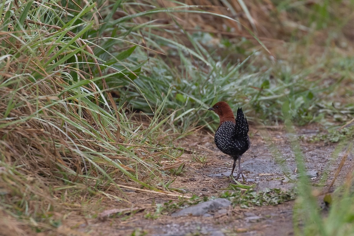 Red-chested Flufftail - ML622158445