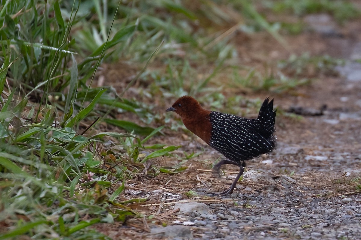 Red-chested Flufftail - ML622158446