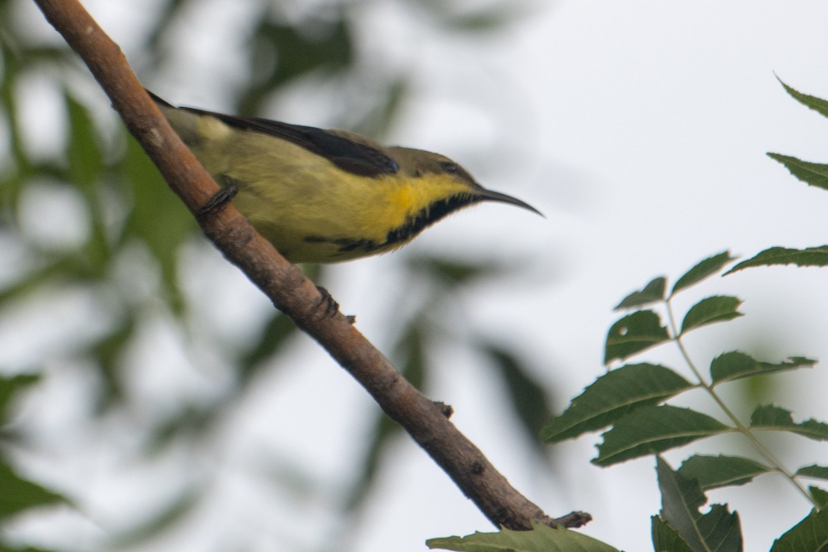 Purple-rumped Sunbird - ML622158449