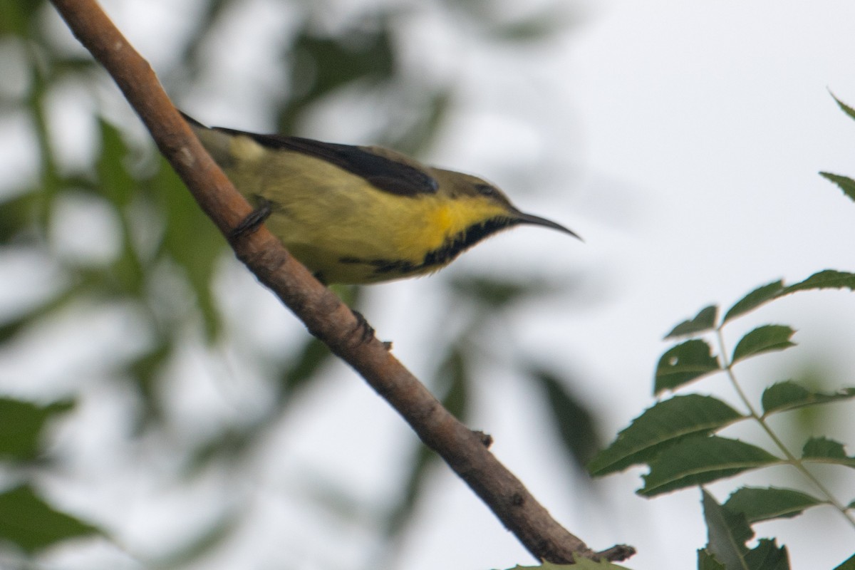 Purple-rumped Sunbird - ML622158450