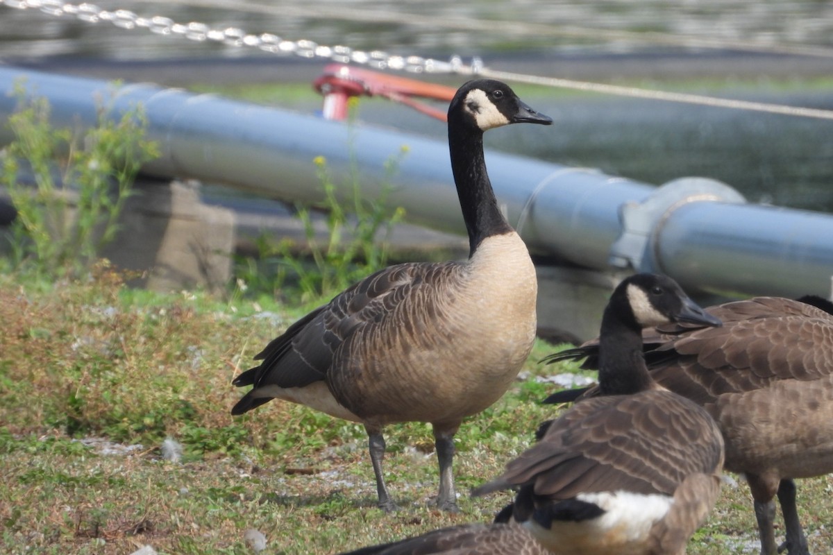 Canada Goose - Marc antoine Lafrance