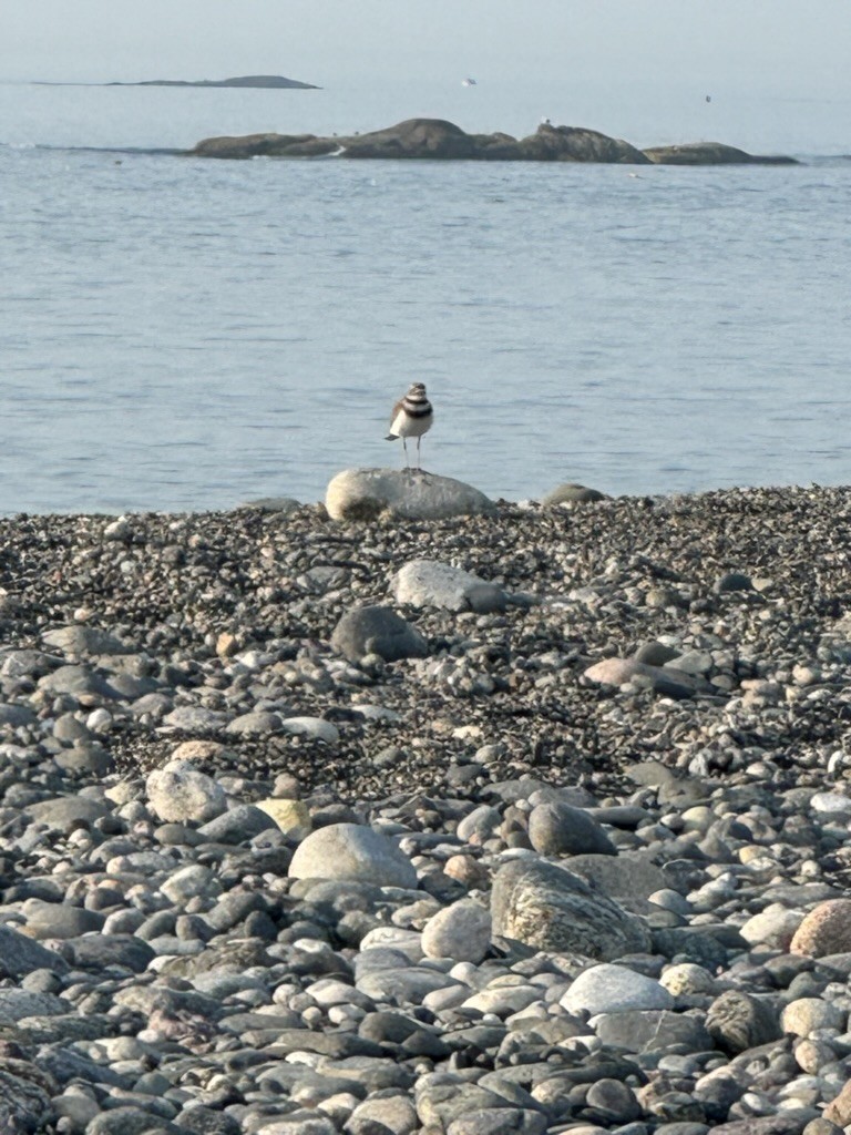 Killdeer - Robert Arduini