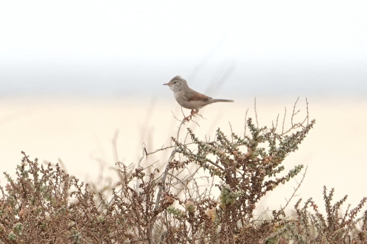 Spectacled Warbler - ML622158490