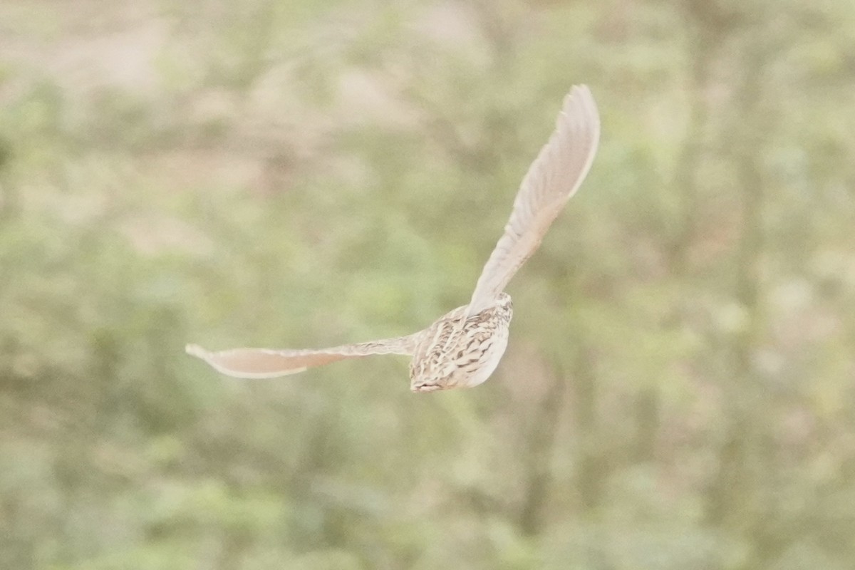 Common Quail - ML622158492