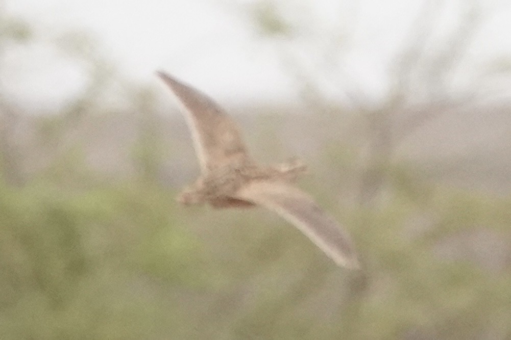 Common Quail - Geoff Morgan