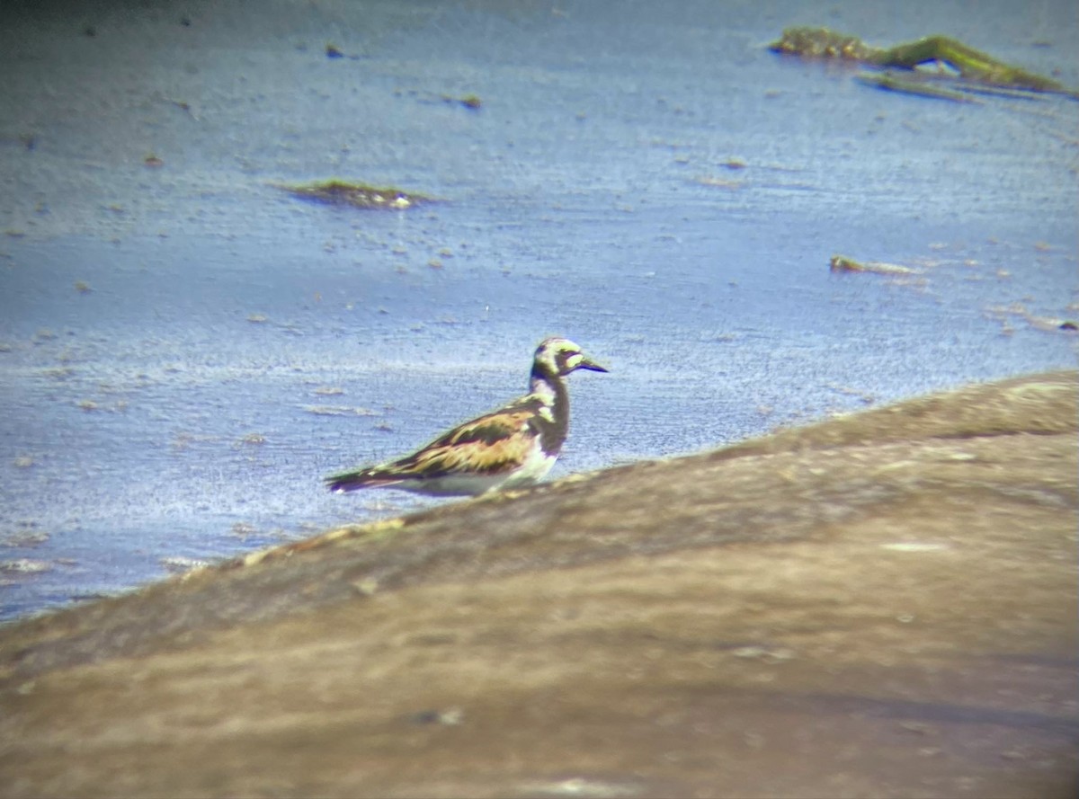 Ruddy Turnstone - ML622158496