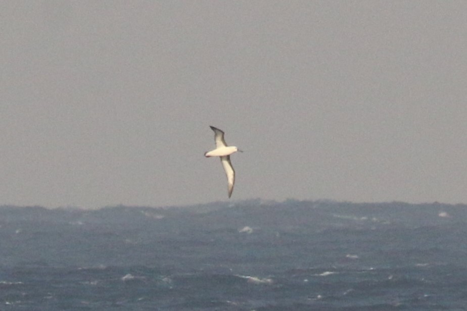 Indian Yellow-nosed Albatross - ML622158501