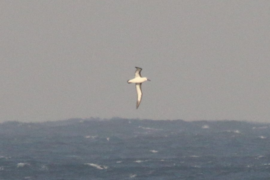 Indian Yellow-nosed Albatross - ML622158502