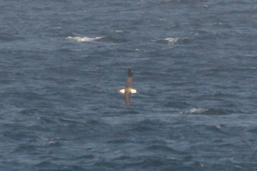 Indian Yellow-nosed Albatross - ML622158503