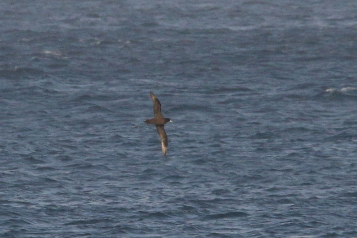 White-chinned Petrel - ML622158506