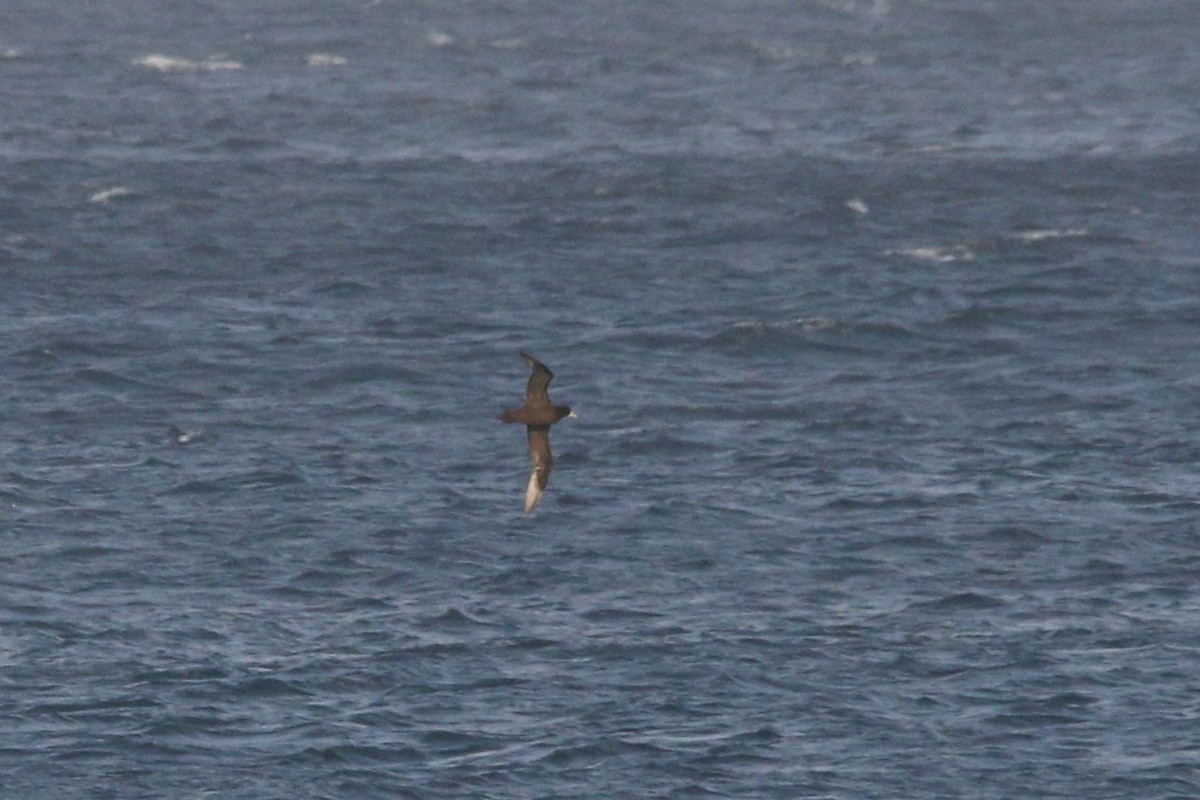 White-chinned Petrel - ML622158507