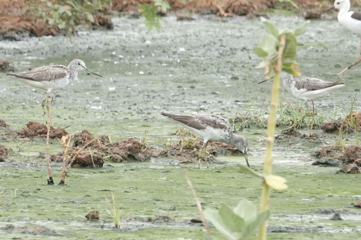 Common Greenshank - Geoff Morgan