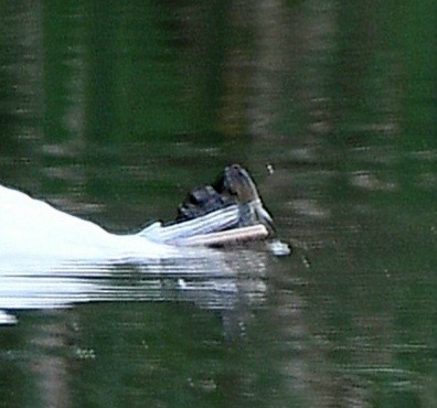 Snowy Egret - ML622158581