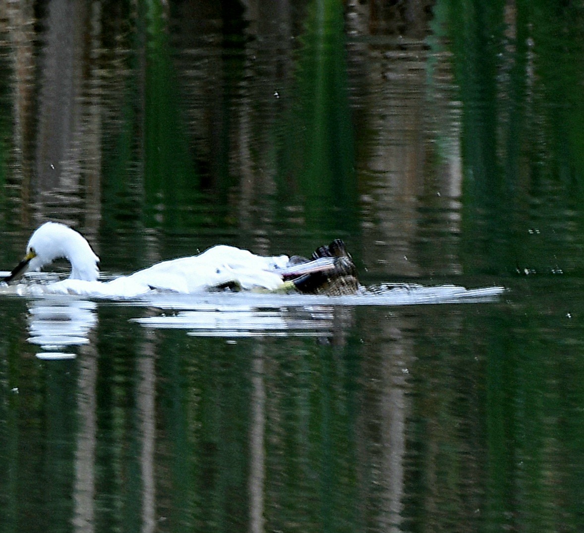 Snowy Egret - ML622158582