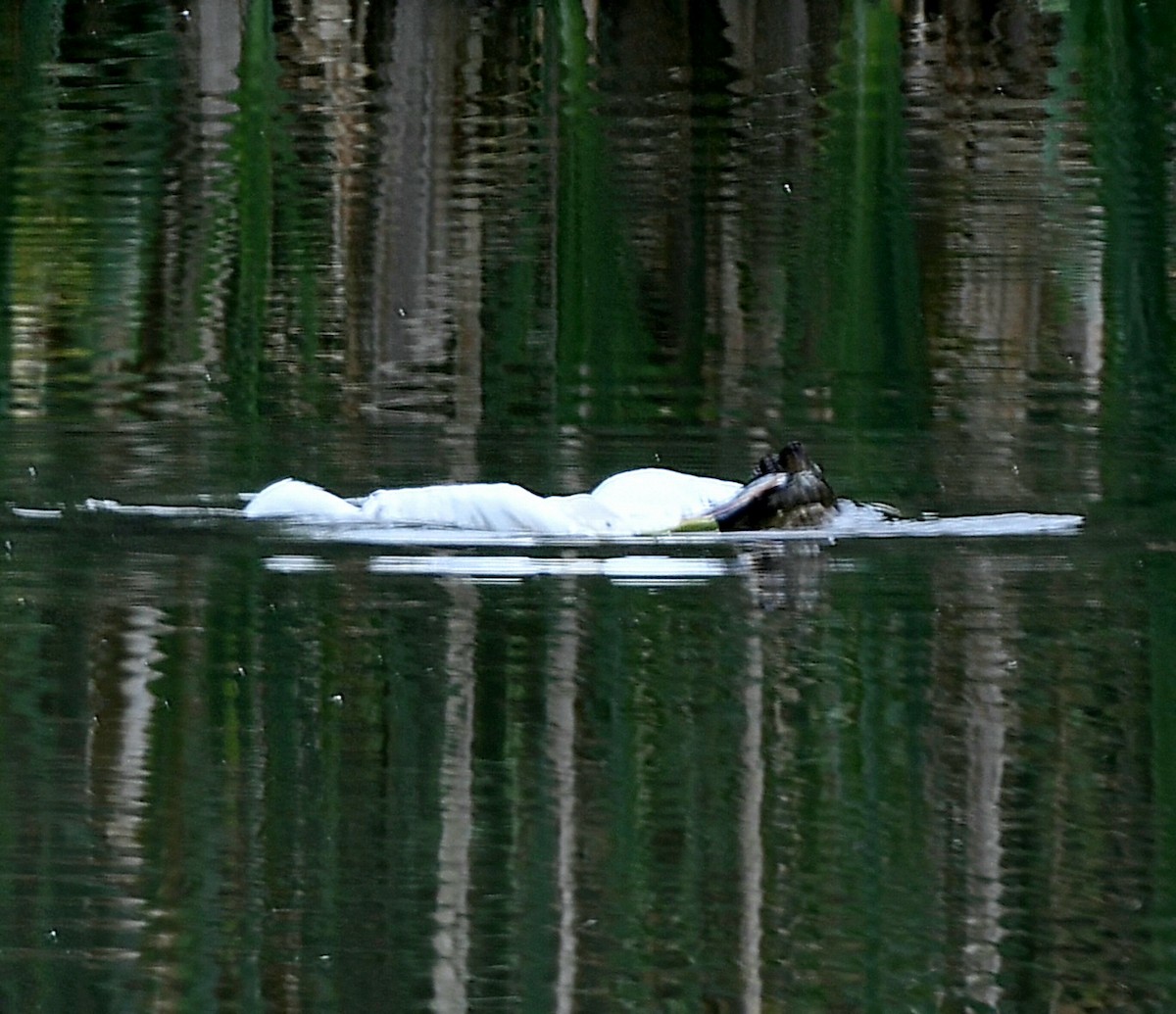 Snowy Egret - ML622158583