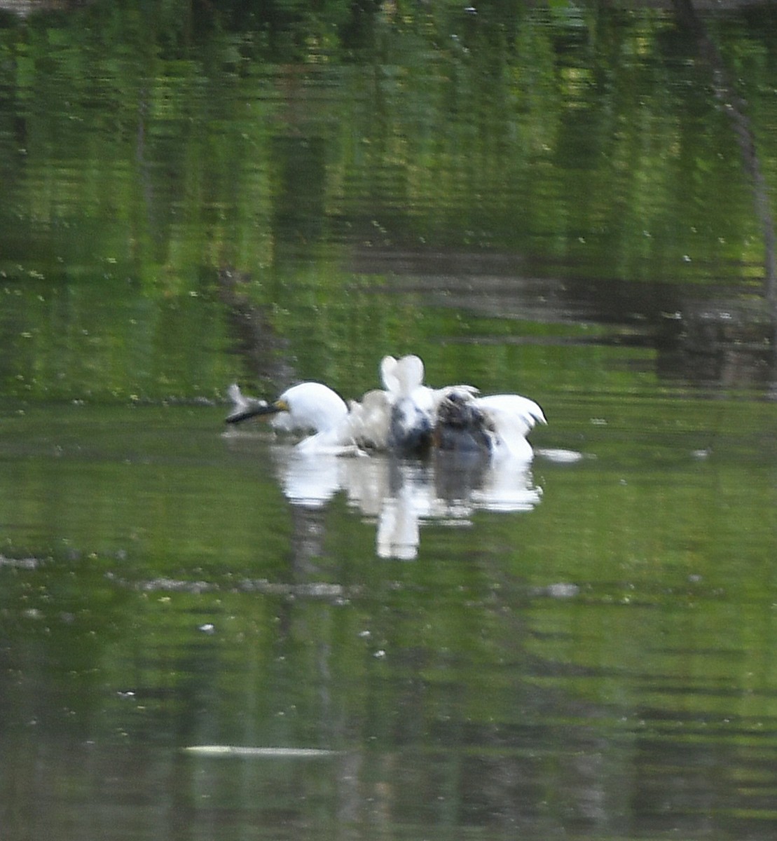 Snowy Egret - ML622158584