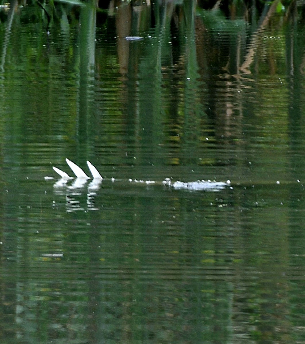 Snowy Egret - ML622158585