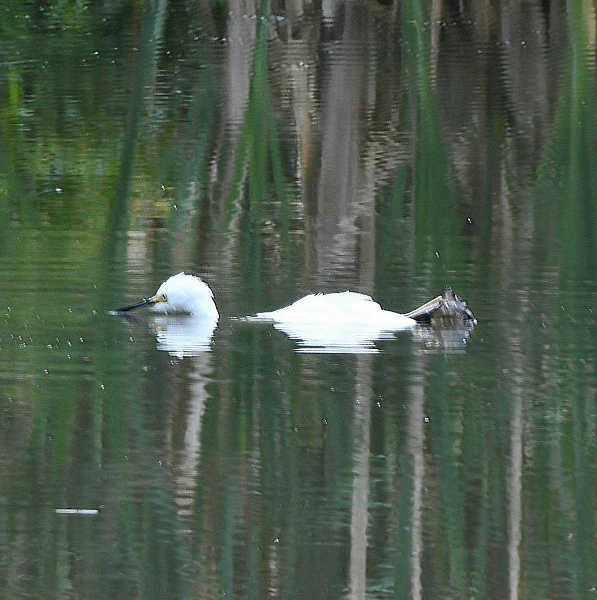 Snowy Egret - ML622158586