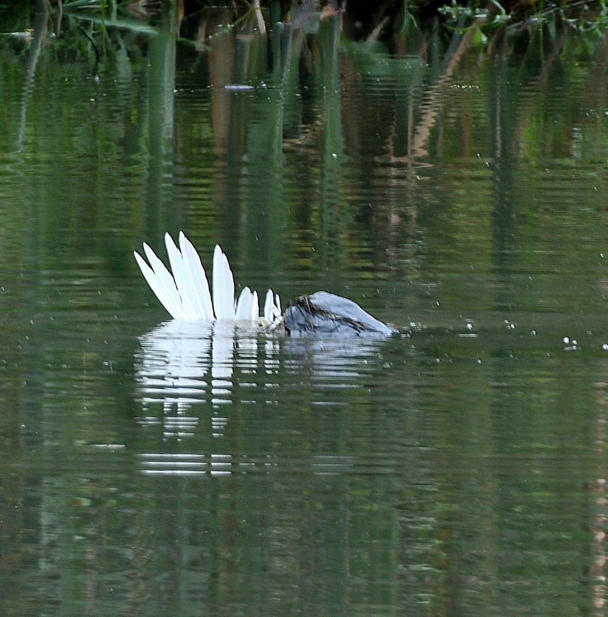 Snowy Egret - ML622158588