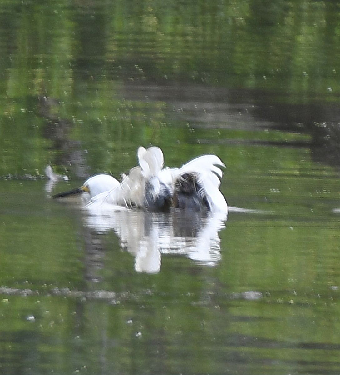 Snowy Egret - ML622158589