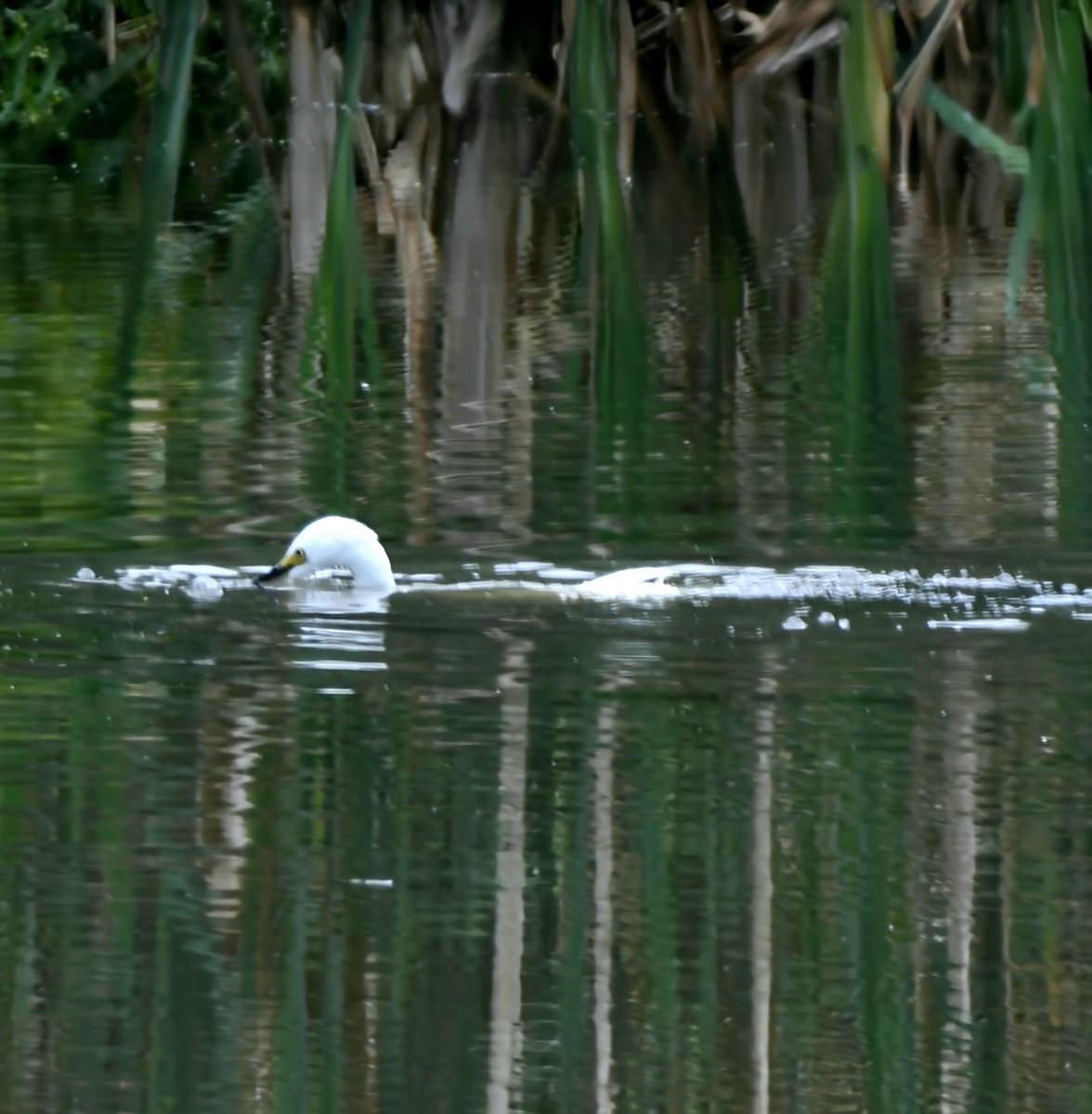 Snowy Egret - ML622158590