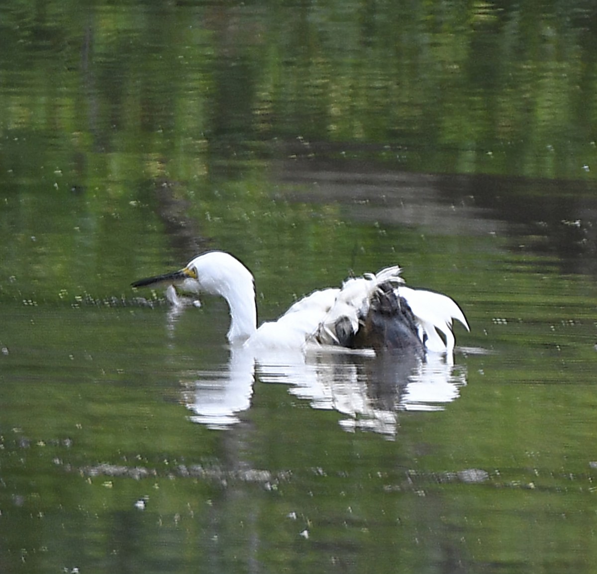 Snowy Egret - ML622158591