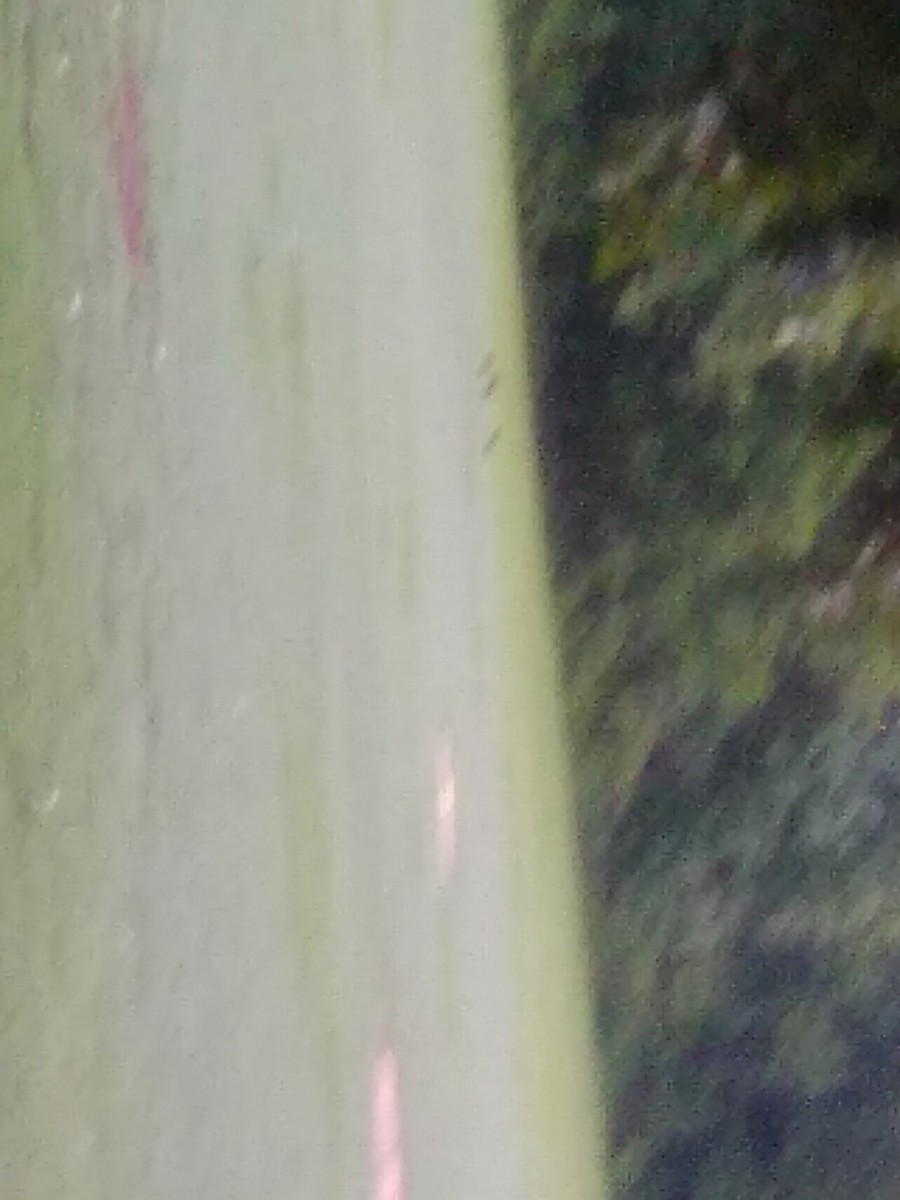vrána americká - ML622158592