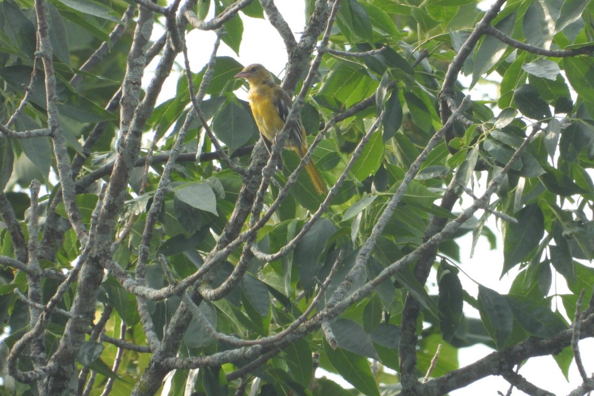 Baltimore Oriole - Marc antoine Lafrance