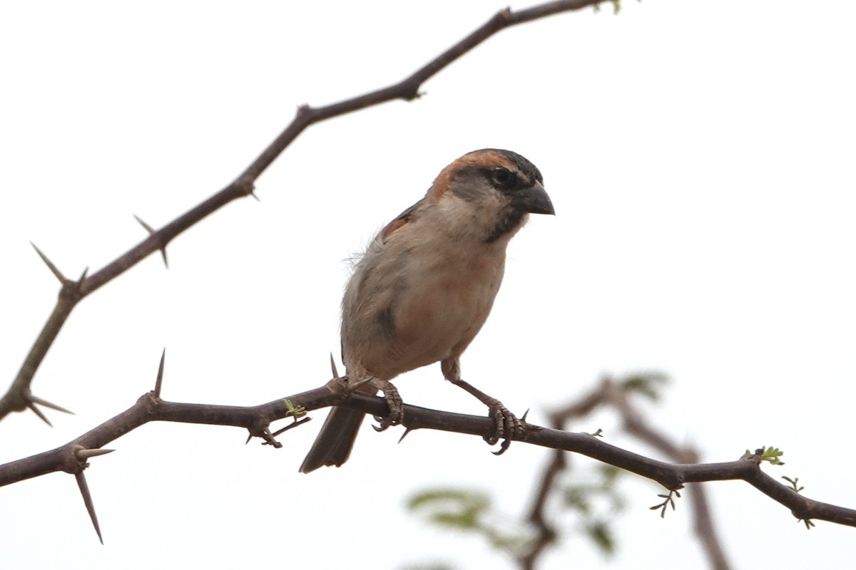 Cape Verde Sparrow - ML622158596