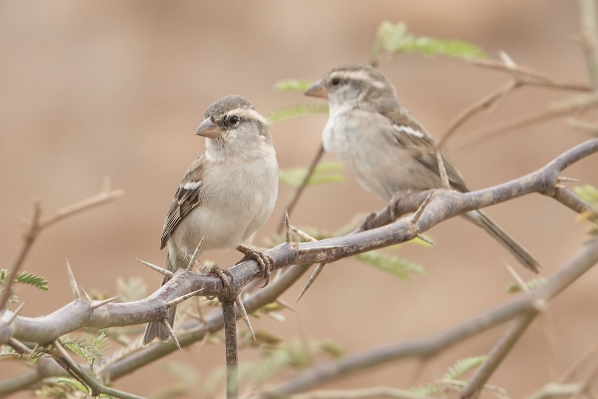 Cape Verde Sparrow - ML622158597