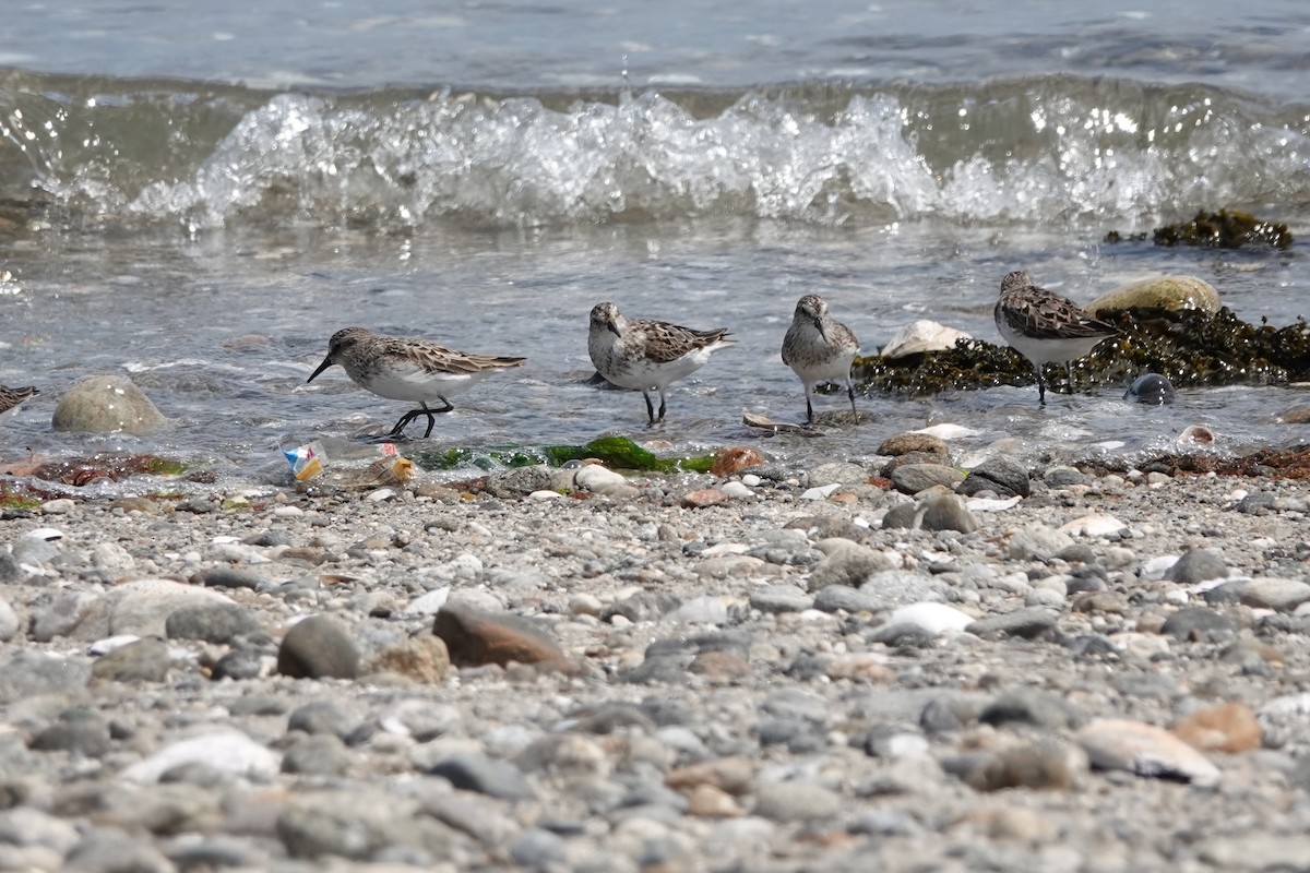 Semipalmated Sandpiper - ML622158598