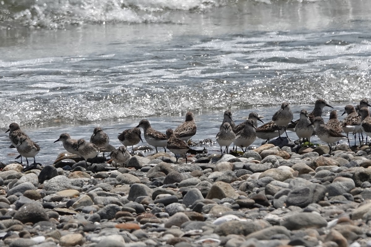 Semipalmated Sandpiper - ML622158599