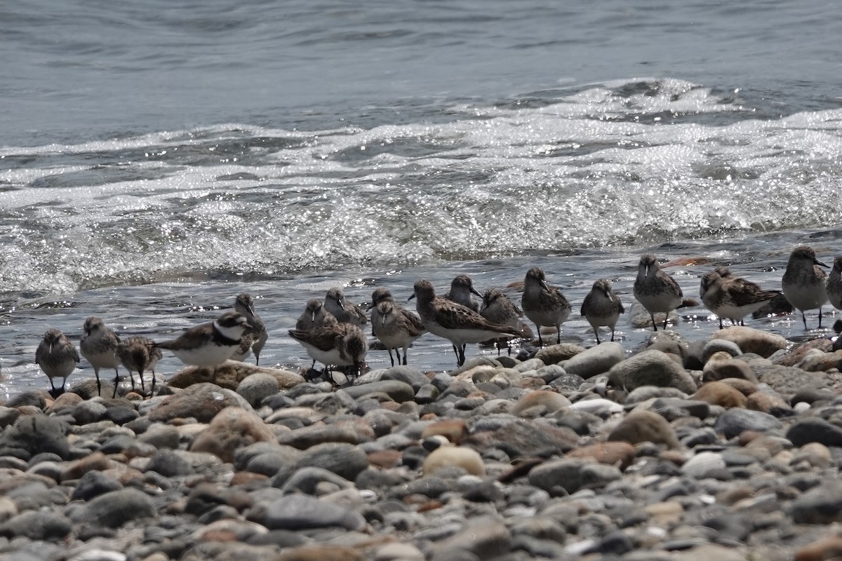 Semipalmated Sandpiper - ML622158600