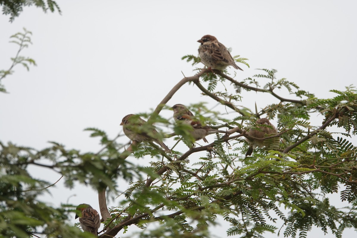 Spanish Sparrow - Geoff Morgan