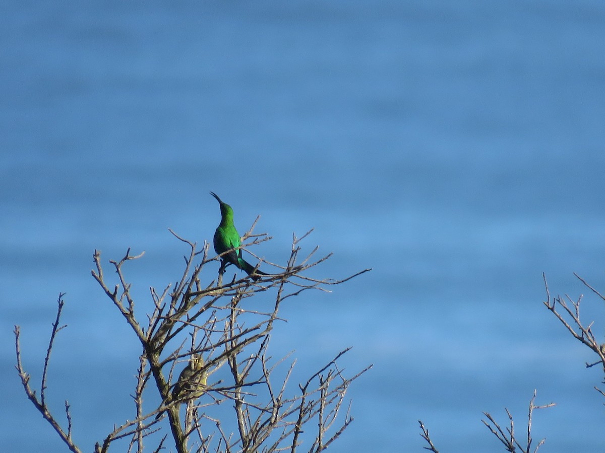 Hadada Ibis - ML622158602