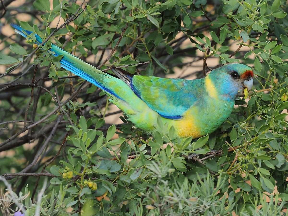 Australian Ringneck - ML622158603