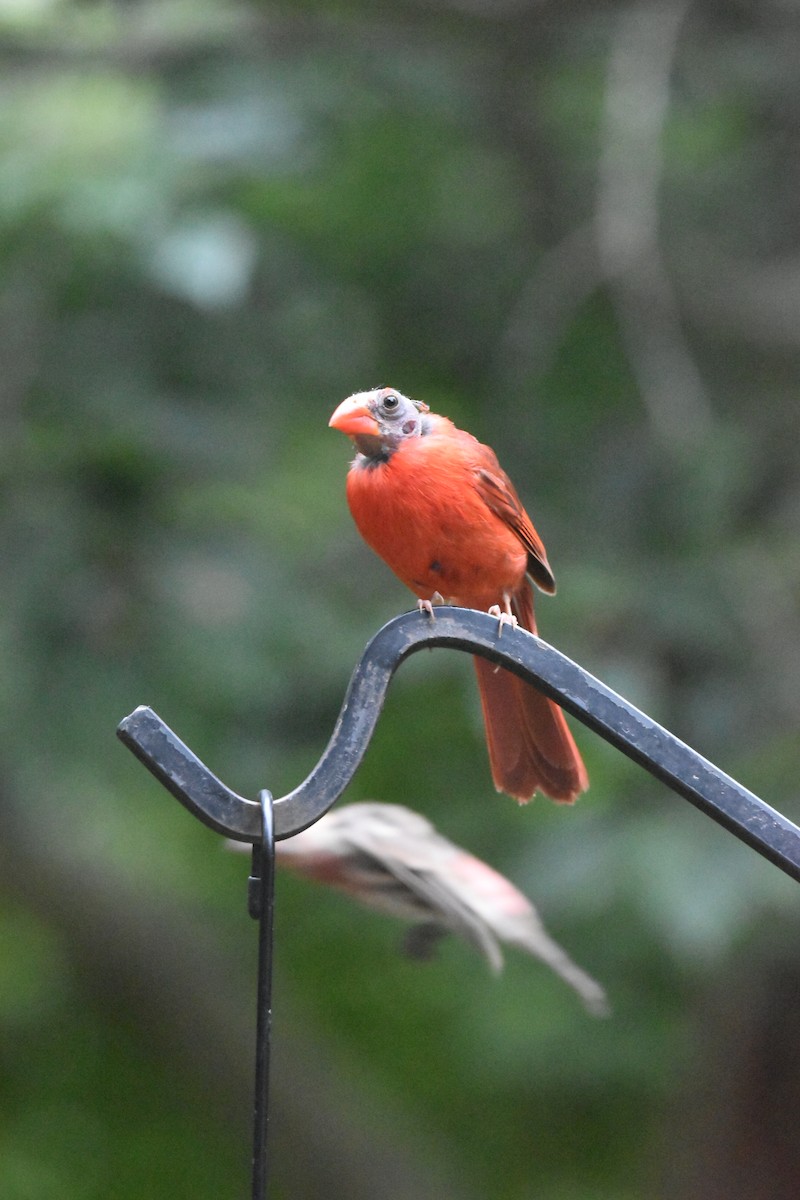 Northern Cardinal - ML622158647