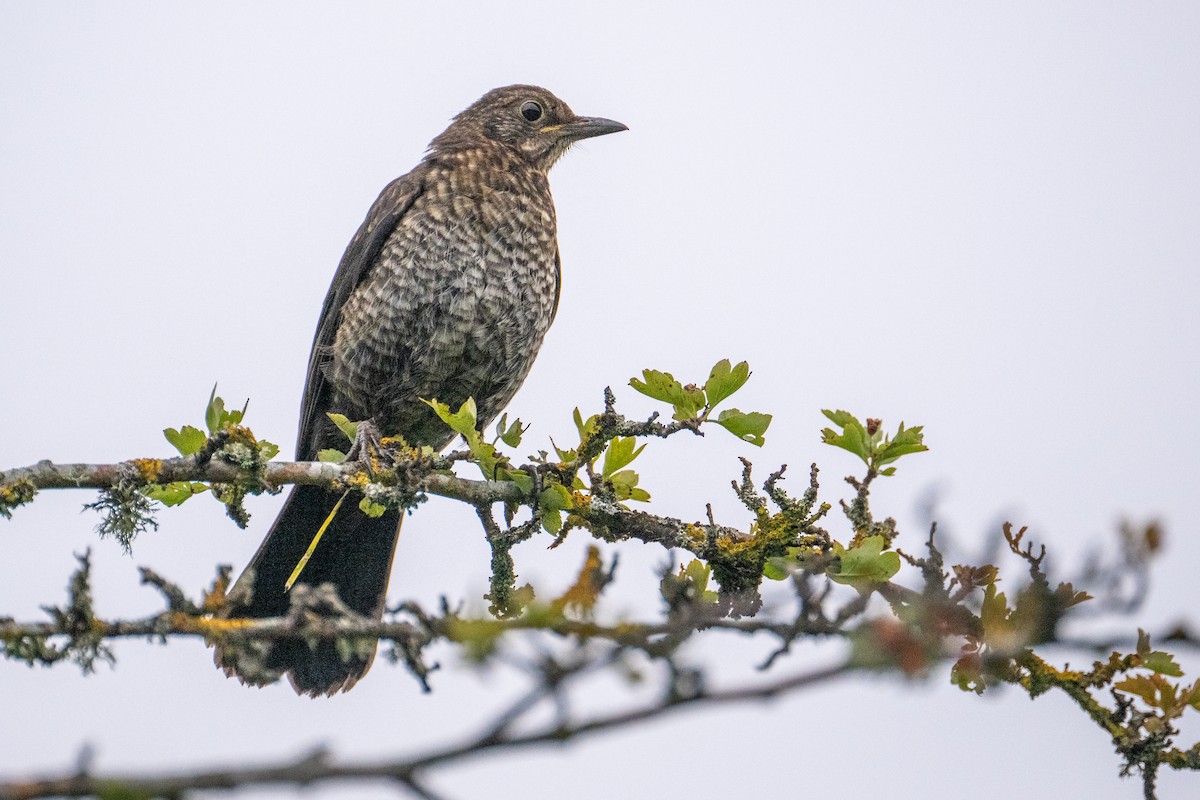 Eurasian Blackbird - ML622158648