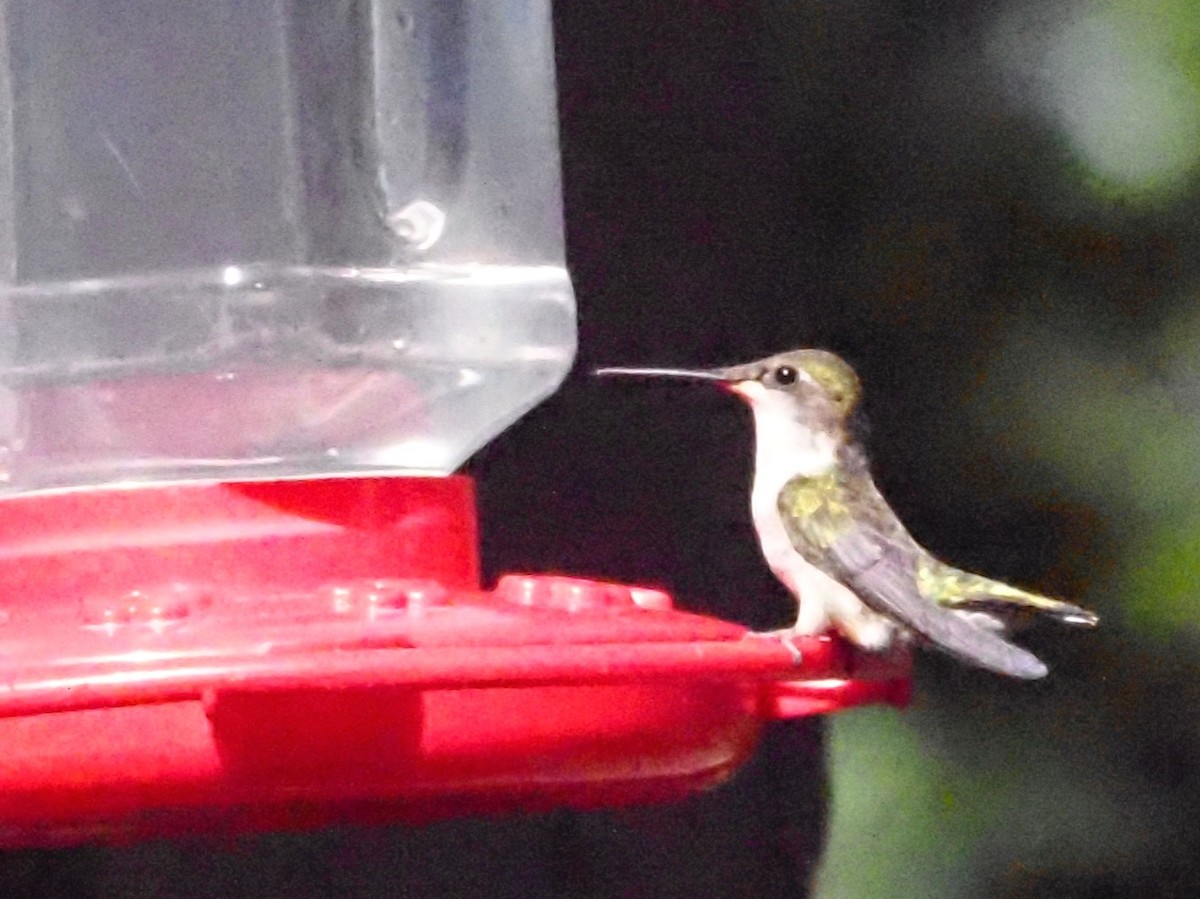 Ruby-throated Hummingbird - Jonine Dewitte