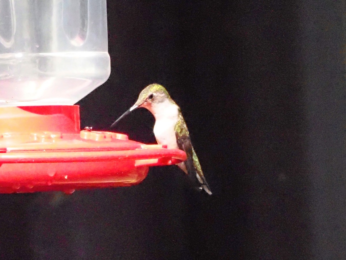 Ruby-throated Hummingbird - Jonine Dewitte