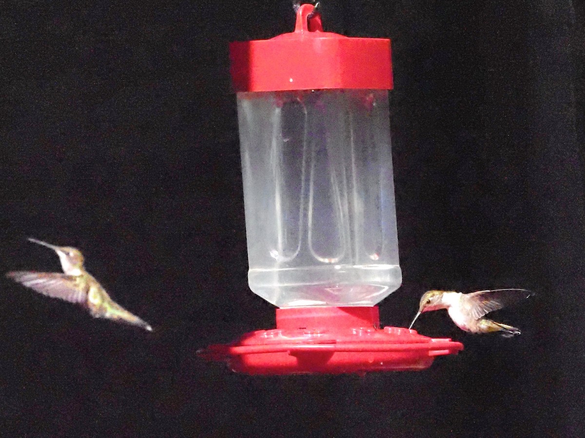 Ruby-throated Hummingbird - ML622158651
