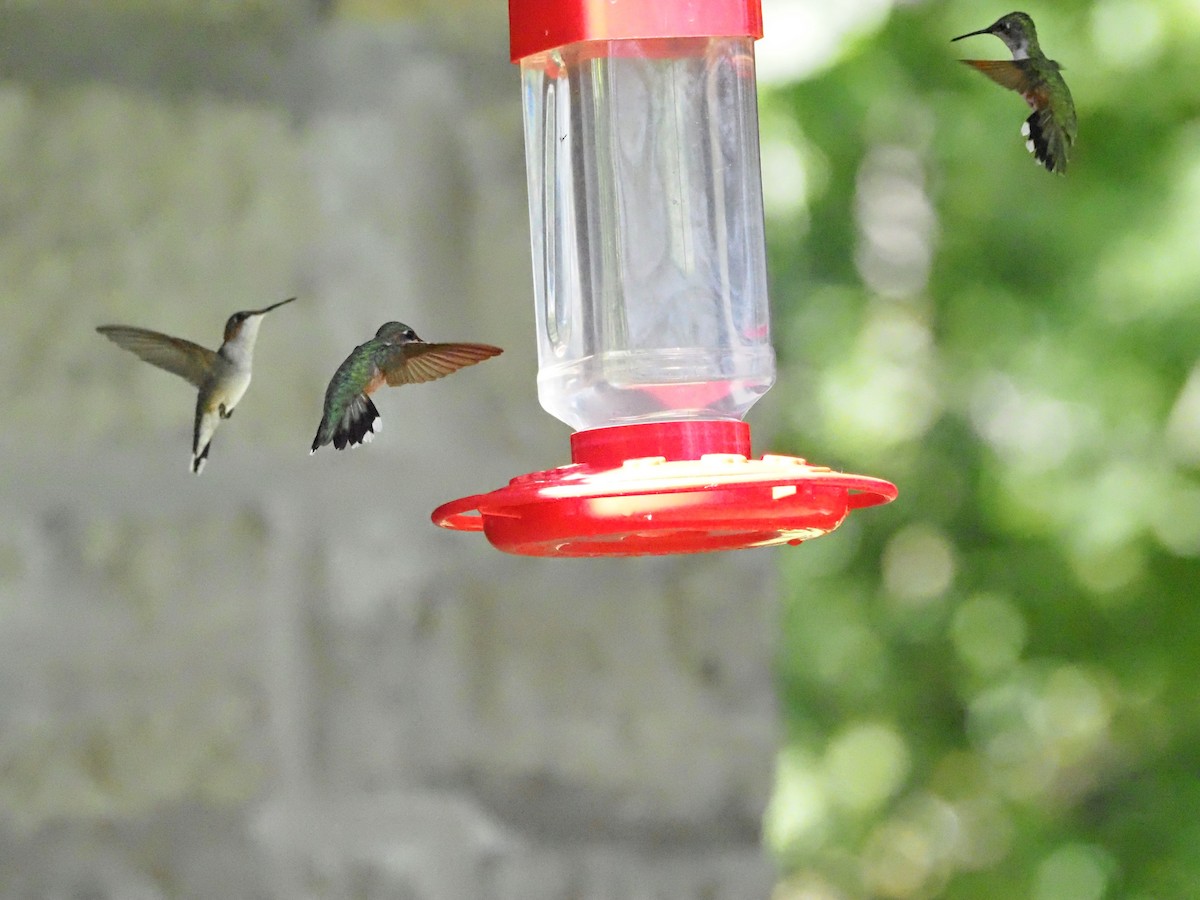 Ruby-throated Hummingbird - ML622158652